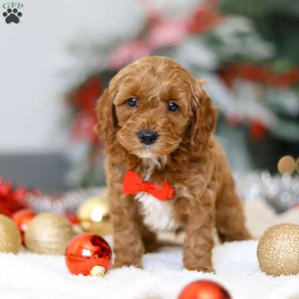 Hudson, Cockapoo Puppy